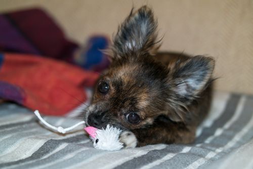 chihuahua dog puppy