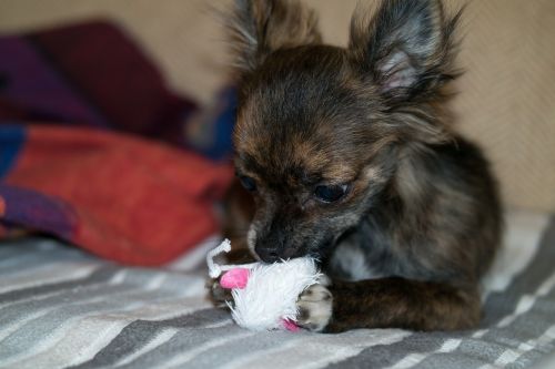 chihuahua dog puppy