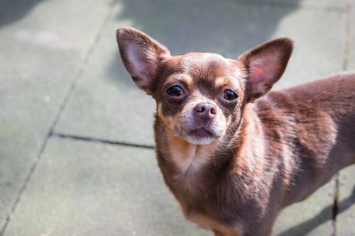 chihuahua dog chiwawa