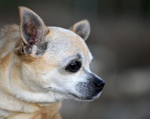 chihuahua puppy dog