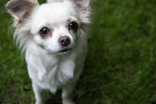 chihuahua dog chiwawa