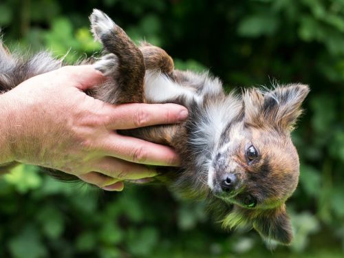 chihuahua dog trust