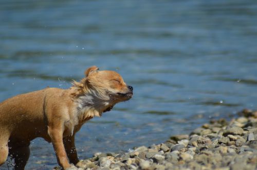 chihuahua dog water