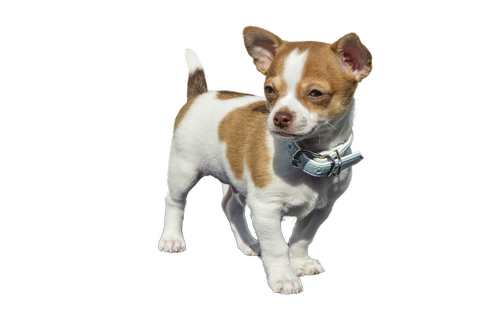 chihuahua  puppy dog animals sweet  isolated