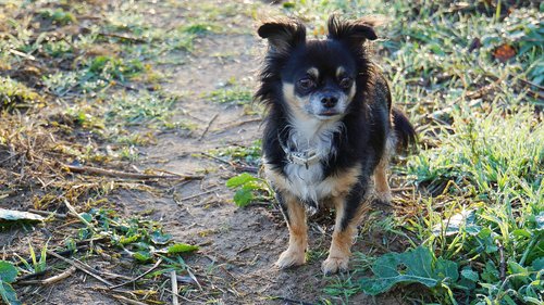 chihuahua  dog  purebred dog