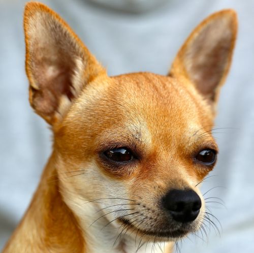 chihuahua sobel dog