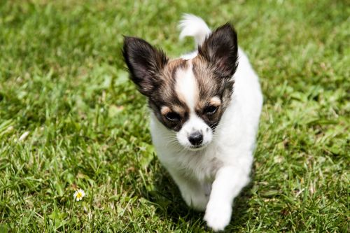 chihuahua puppy animals