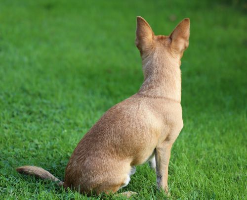 chihuahua sobel dog