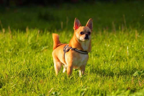 chihuahua dog outside