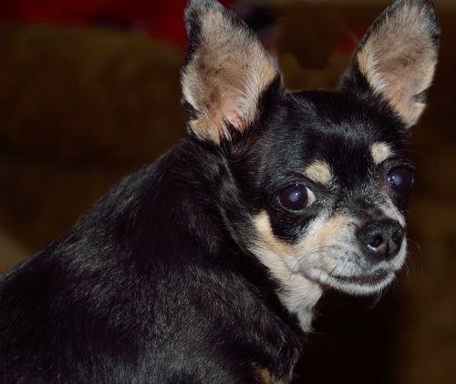 Chihuahua Dog Profile