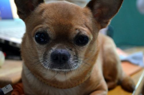 Chihuahua Face