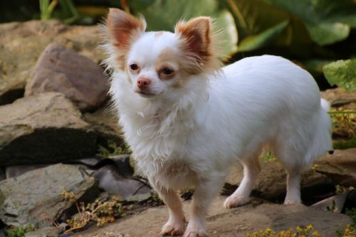 chihuahua german longhaired pointer dog