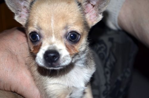 Chihuahua Puppy (a)