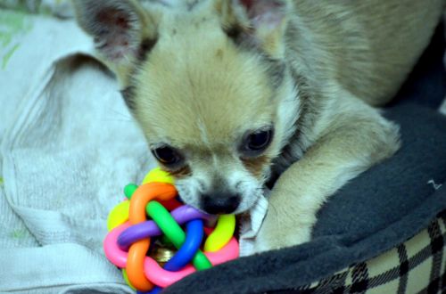 Chihuahua Puppy (b)