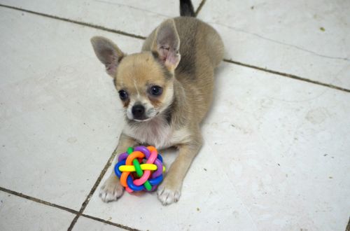 Chihuahua Puppy (c)