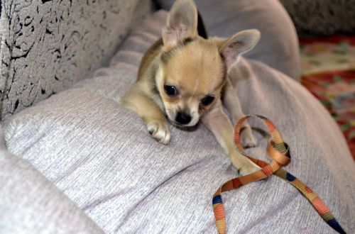 Chihuahua Puppy (e)