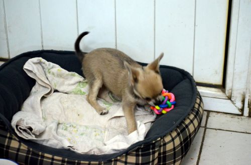 Chihuahua Puppy