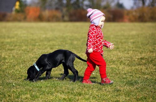 child dog animal