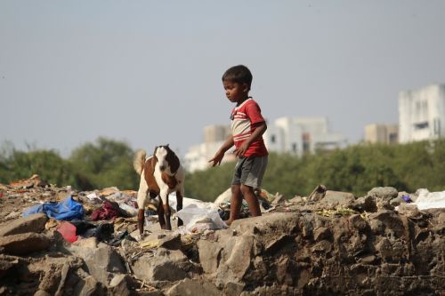 child boy goat