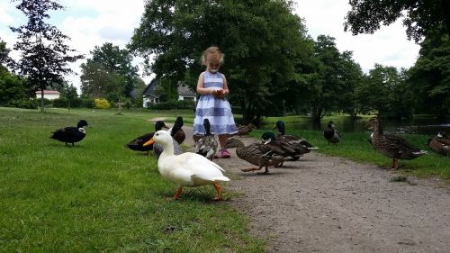 child ducks feeding ducks