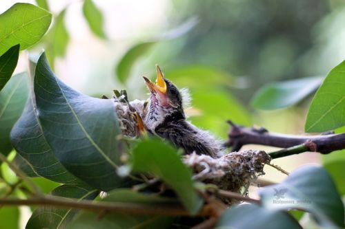 child bird hungry