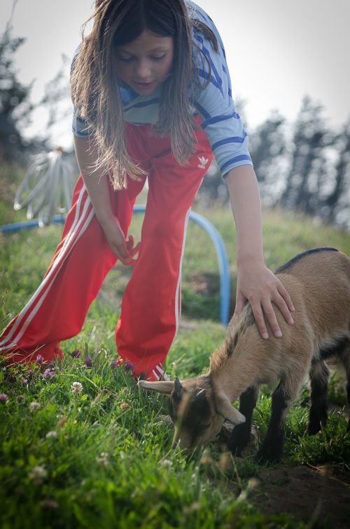 child petting zoo goat