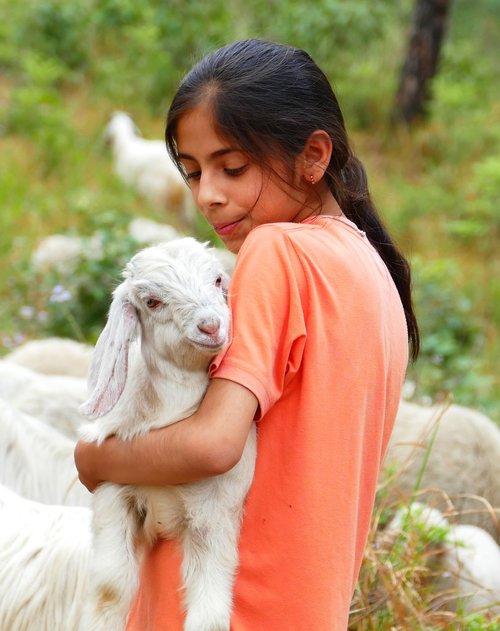child  goat  hug
