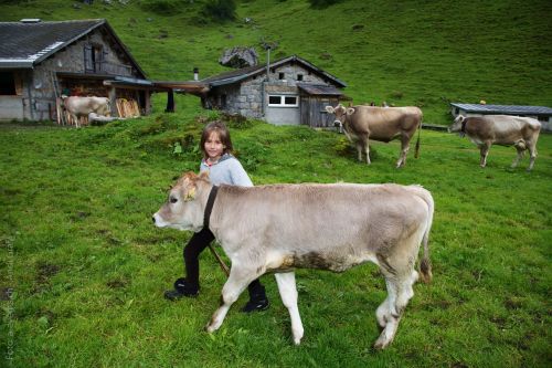 child calf alpine pasture