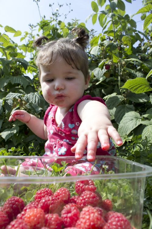 child raspberries picking