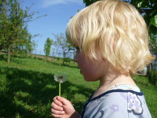 child blond dandelion
