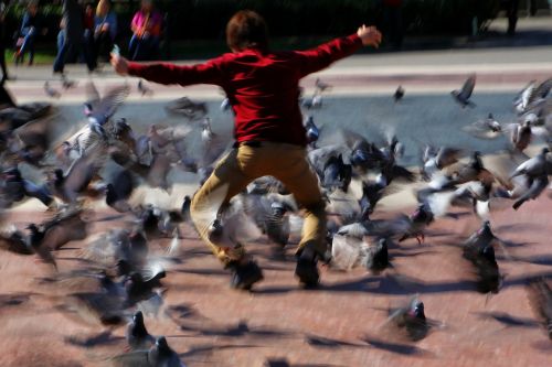 child play pigeons