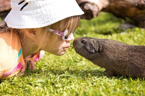 child guinea pig friendship