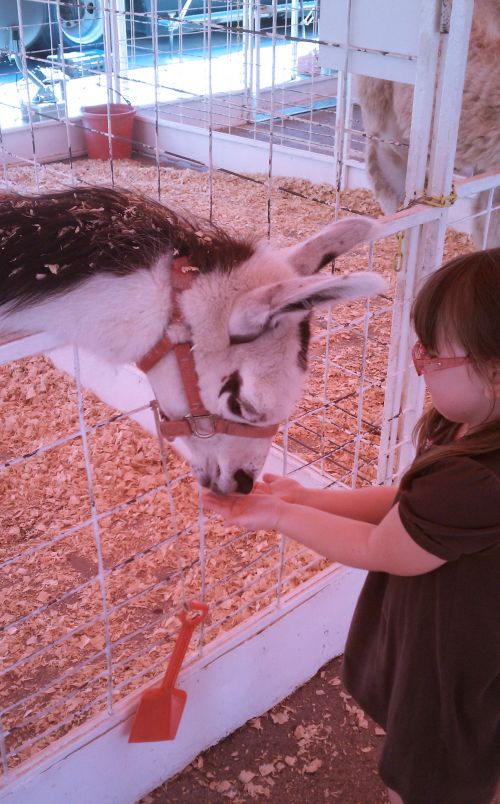 Child Feeding Llama