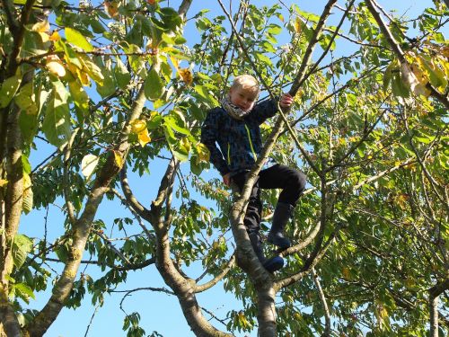 child in the tree climb childhood