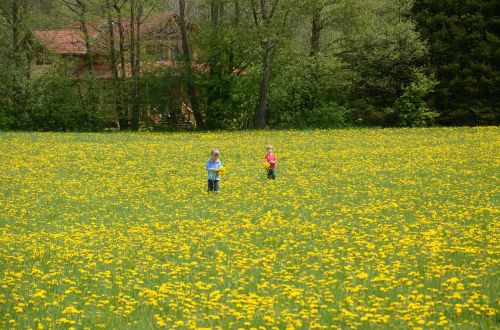 children meadow dandelion
