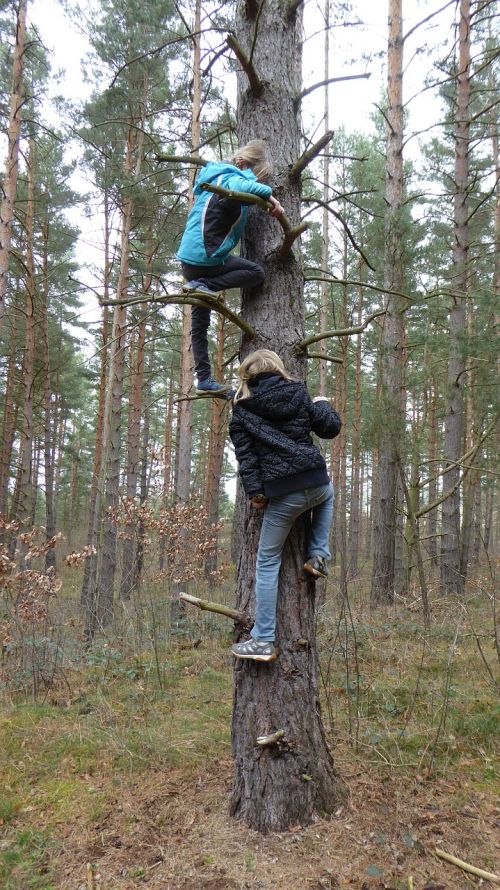 children climb forest