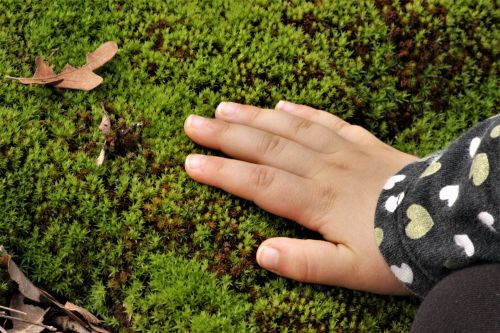 Child&#039;s Hand Touching Moss