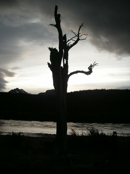 chile sunset dead tree