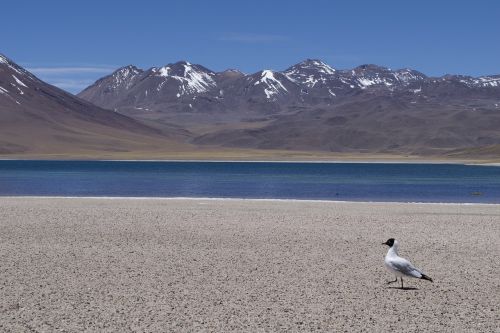 chile atacama volcanoes