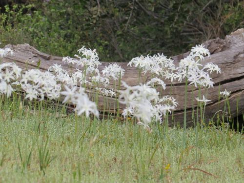 chile flower nature