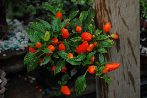 chile flower tree