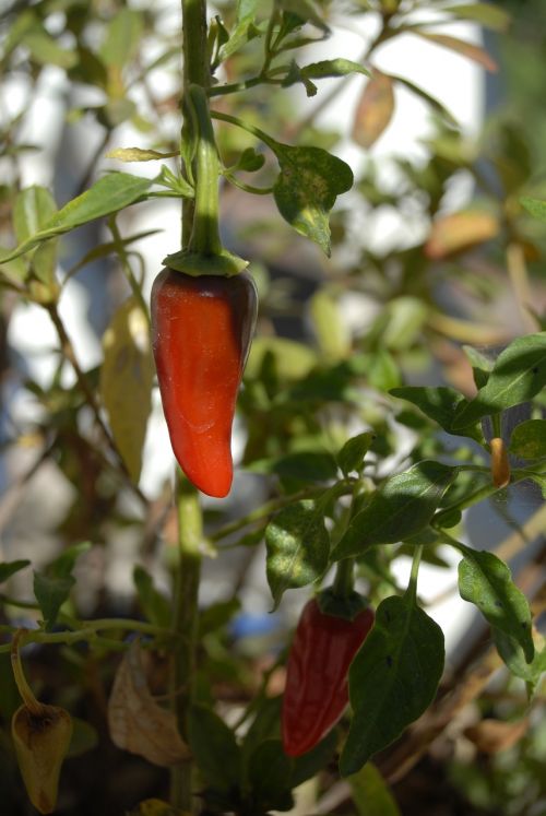 chile spicy tree