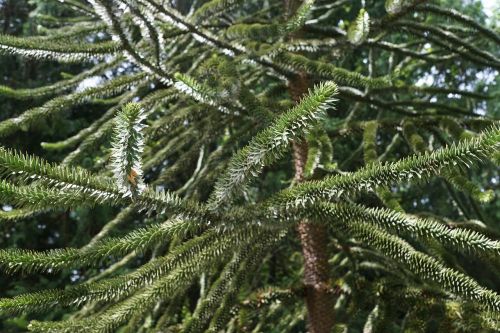chile fir tree