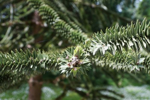 chile fir tree