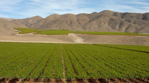 chile wine andes