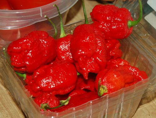 Chile Pepper