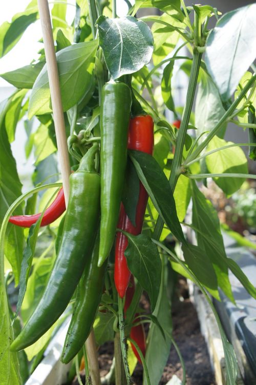 chili pepper vegetables