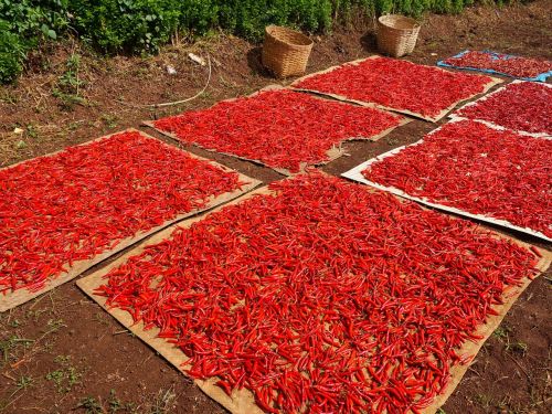 chili pepper red