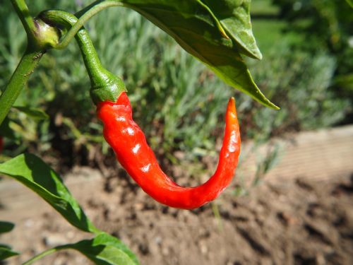 chili pepper sharp