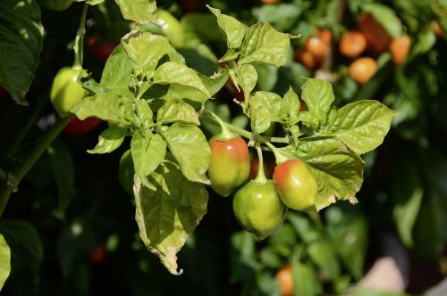 chili jalapenos plant